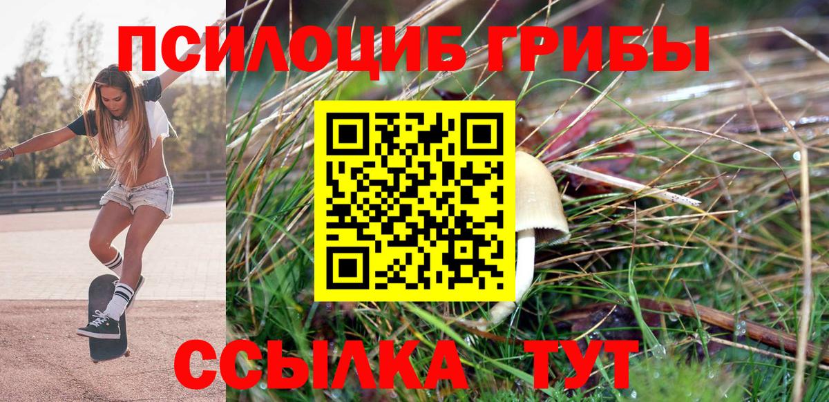 Псилоцибиновые грибы Psilocybe Сургут